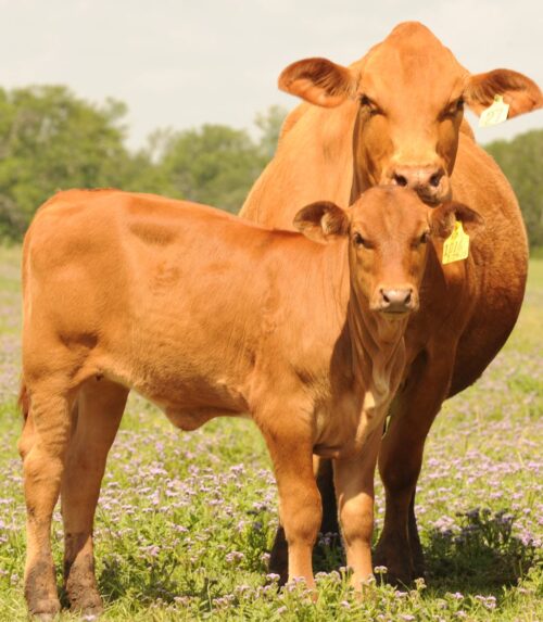 bydło mięsne wołowina