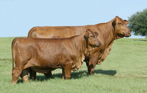 beefmaster, bydlo miesne, opas,