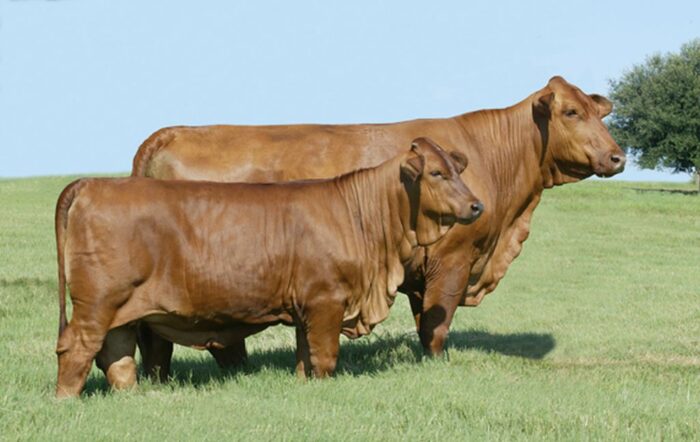 beefmaster, bydlo miesne, opas,