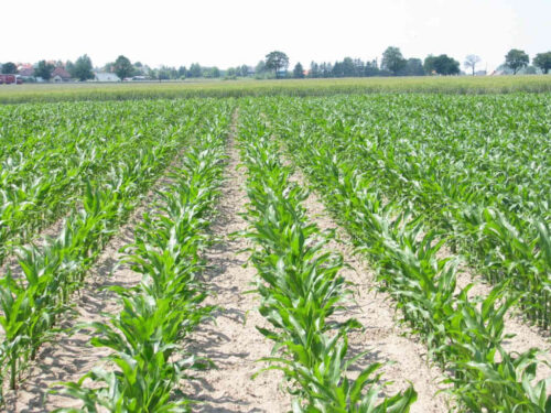 grunty_rolne_uzytkowanie