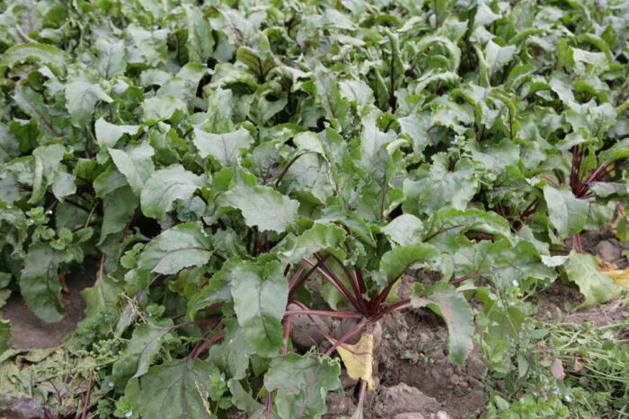 burak_cwiklowy_bejo_aplikacja_choroby_szkodniki