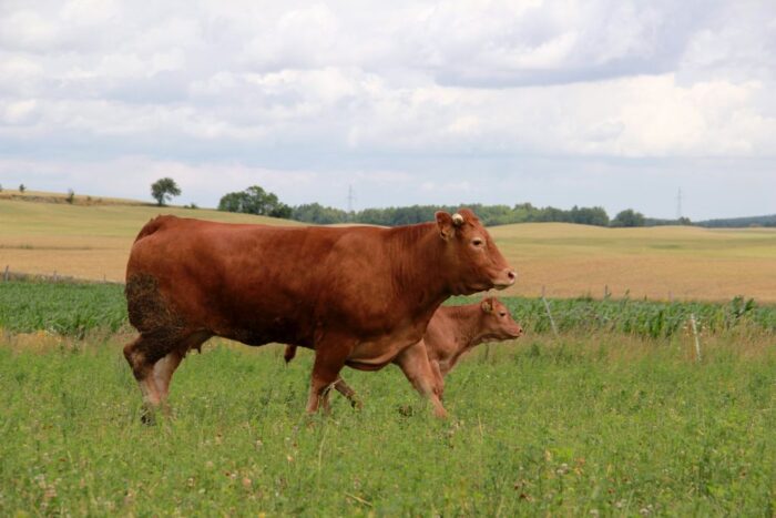 rasa limousine, bydlo miesne