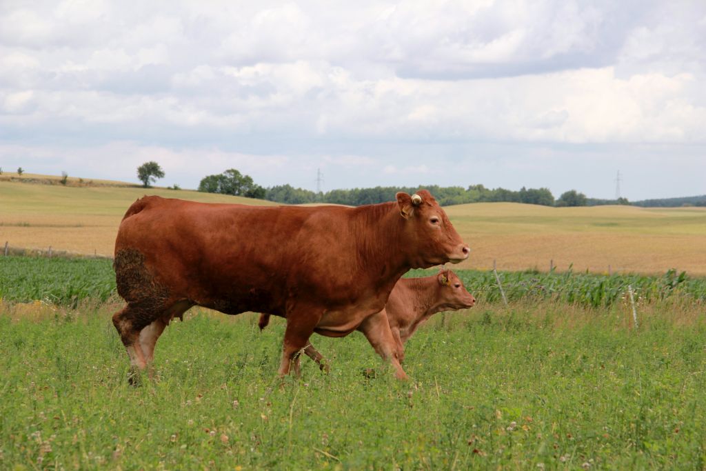 rasa limousine, bydlo miesne