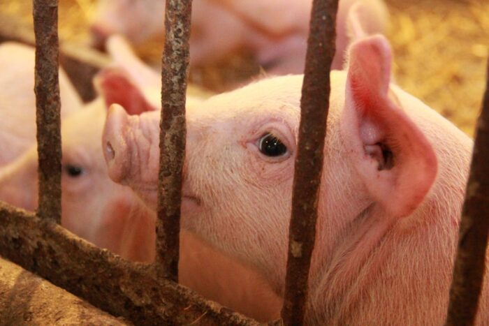 trzoda_chlewna_Chiny_produkcja