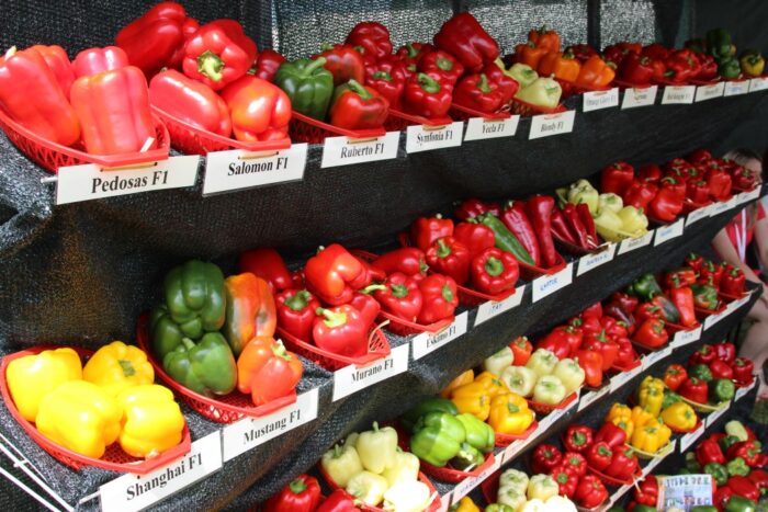 papryka, produkcja papryki, zagłębie paprykowe, Paweł Myziak, Zrzeszenie Producentów Papryki RP