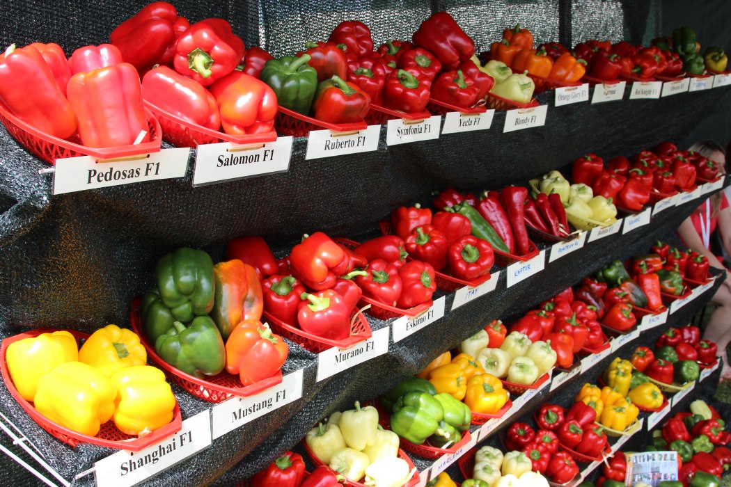 papryka, produkcja papryki, zagłębie paprykowe, Paweł Myziak, Zrzeszenie Producentów Papryki RP