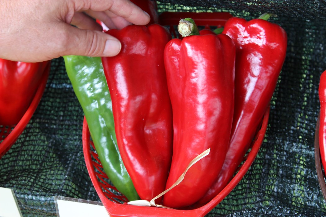 eksport, żywność, eksport żywności, agrobiznes, dywersyfikacja eksportu