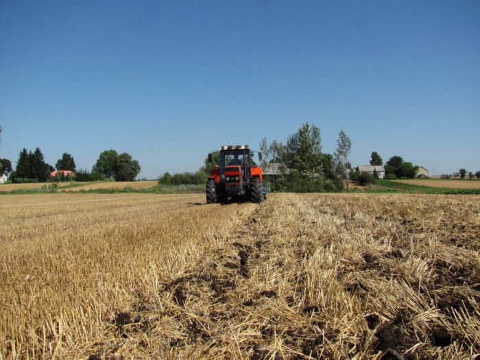 ściernisko, pole, Sahryń