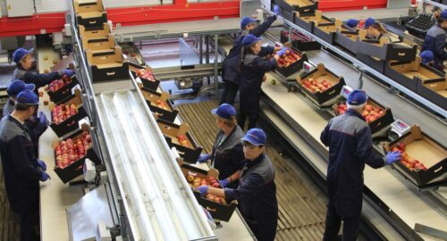 eksport, owoce, warzywa, Azja, Afryka, rząd, Mateusz Morawiecki, WPHI