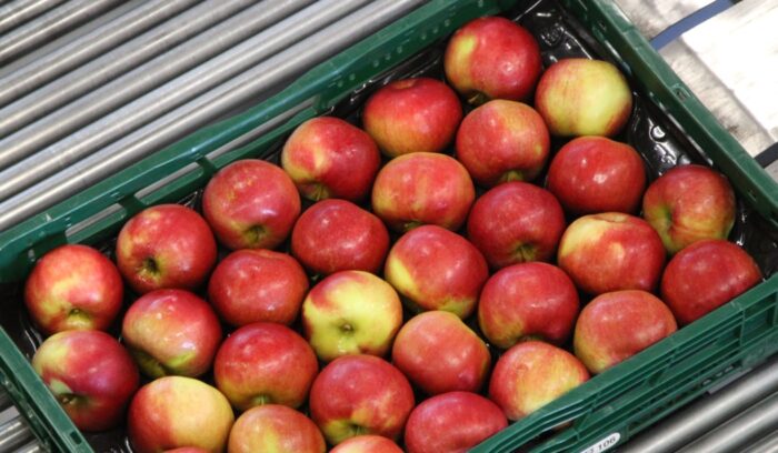 owoce, zbiory owoców, jabłka, Eberhard Makosz, Towarzystwo Rozwoju Sadów Karłowatych