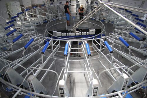 karuzela, hala udojowa, bydło mleczne, DeLaval