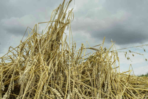 redukcja emisji gazów cieplarnianych, cele klimatyczne, neutralność węglowa