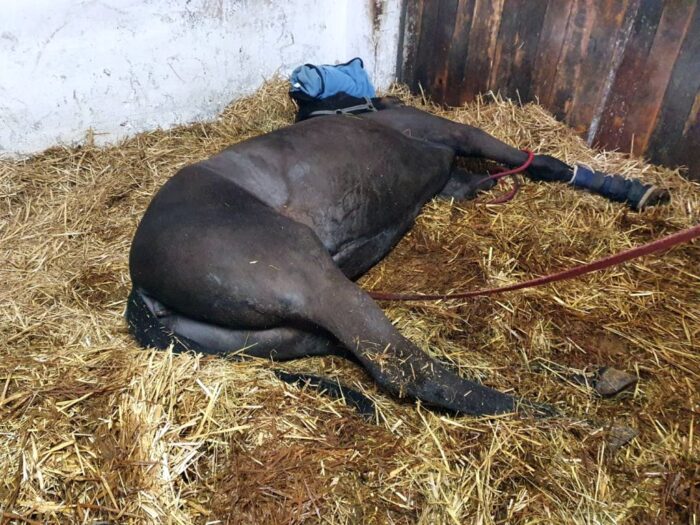 konie, ANR, Janów Podlaski, aukcja, Waldemar Humięcki, Pride of Poland