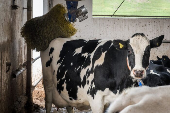 sektor mleka, mansel Raymond, grupa robocza mleko