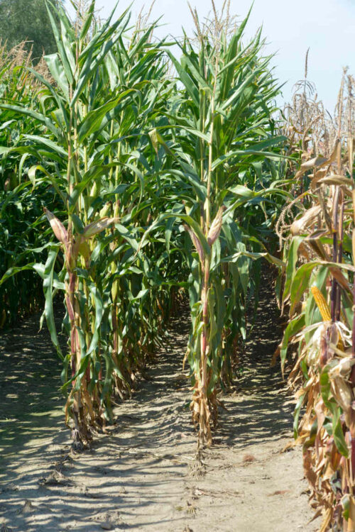 kukurydza, nasiona kukurydzy, zasiewy kukurydzy