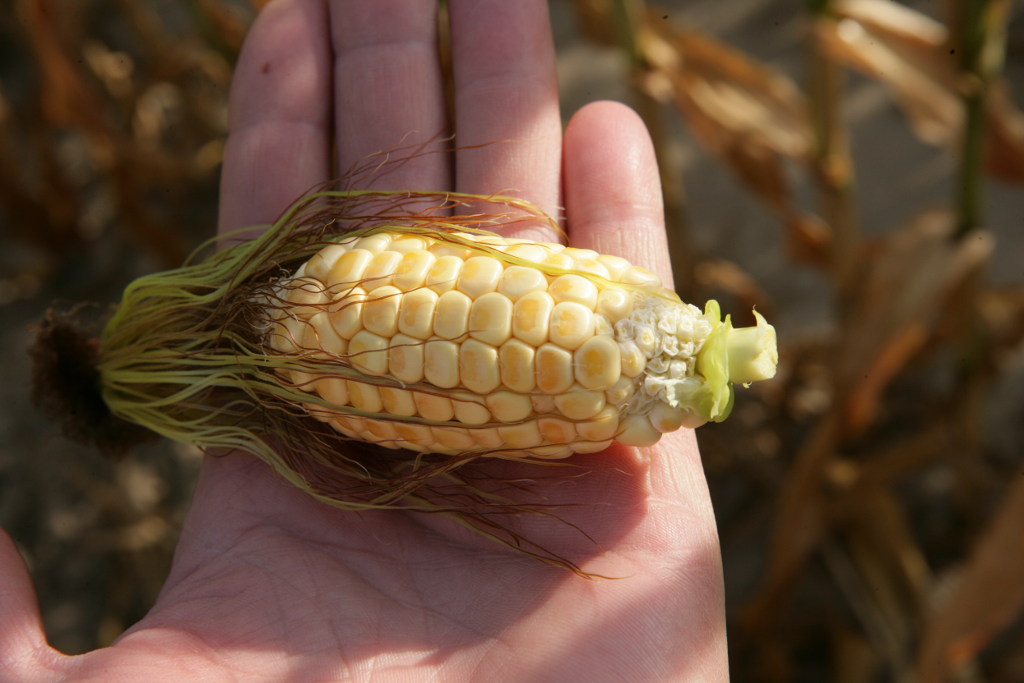 kukurydza
