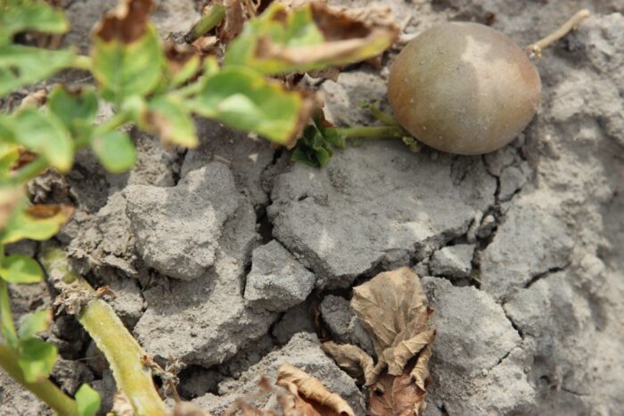 IUNG, nowy system szacowania strat suszowych