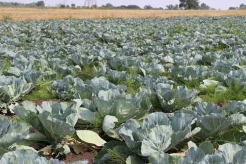 susza, warzywa, warzywnictwo, susza w Polsce, susza 2018