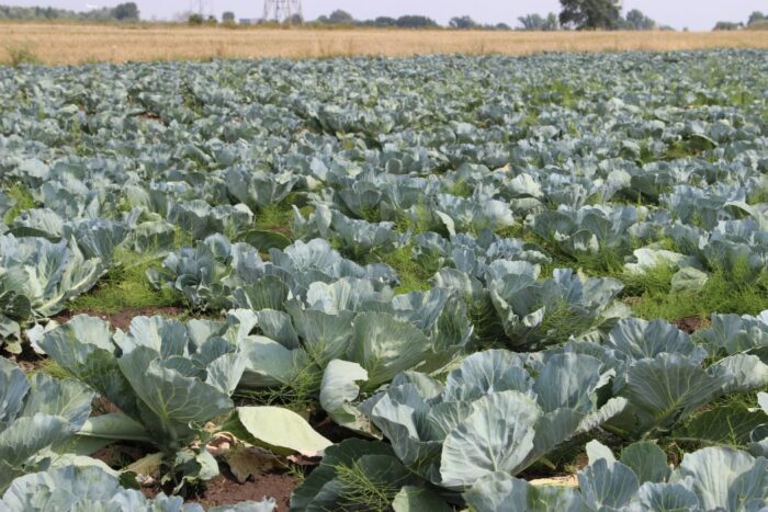 susza, warzywa, warzywnictwo, susza w Polsce, susza 2018