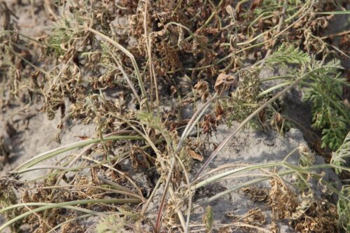 susza rolnicza, klimatyczny bilans wodny, niedobór wody