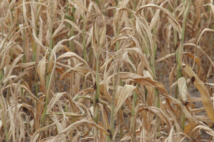 kukurydza, uprawa, łódzkie, lubuskie, straty w uprawach