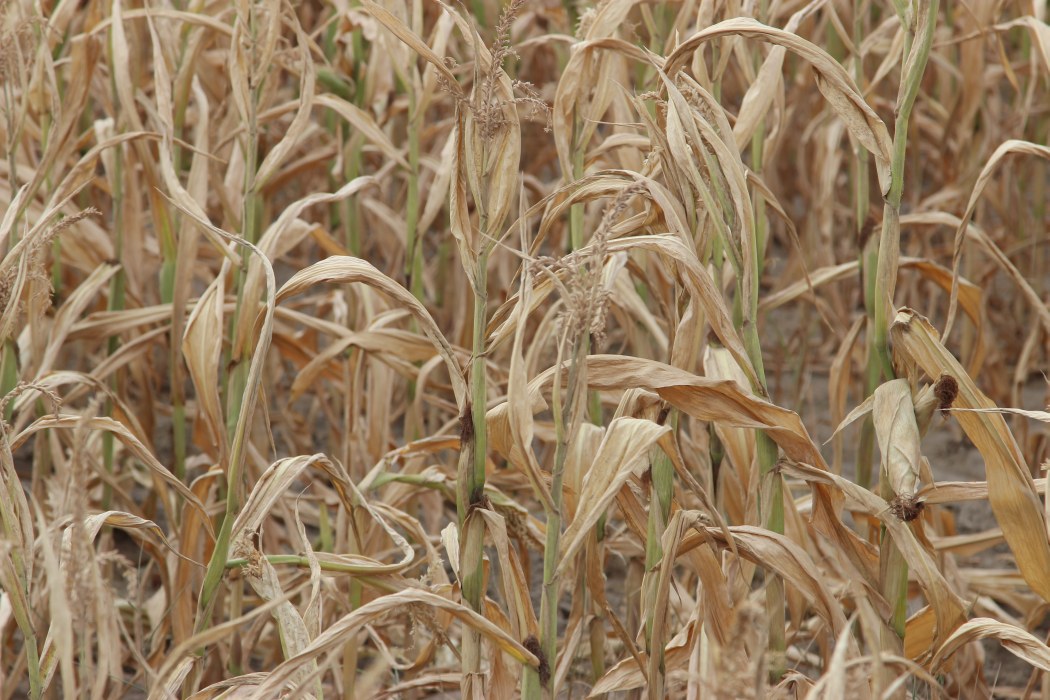 kukurydza, uprawa, łódzkie, lubuskie, straty w uprawach