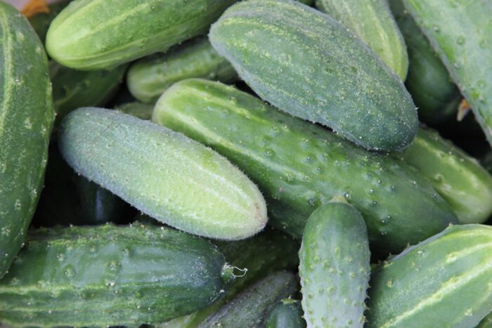 uprawa ogórków w polsce, Polski Fundusz Rozwoju, eurostat, warzywnictwo