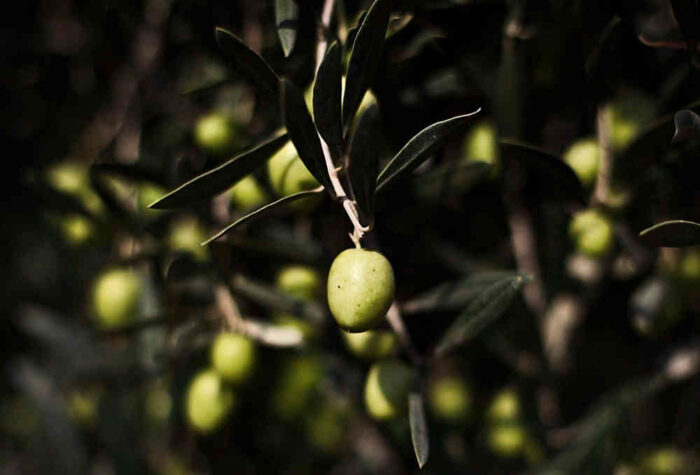 oliwki, oliwa z oliwek, Portugalia, susza