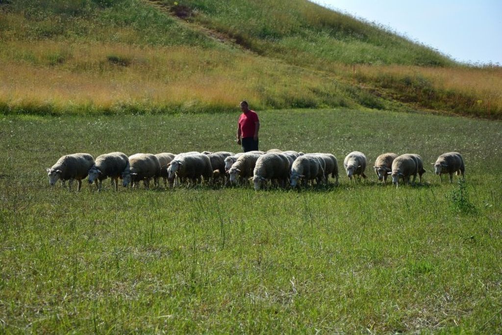 mięso owcze, rynek mięsa, Australia, Nowa zelandia