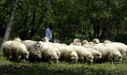owce_ekosystem_ponidzie