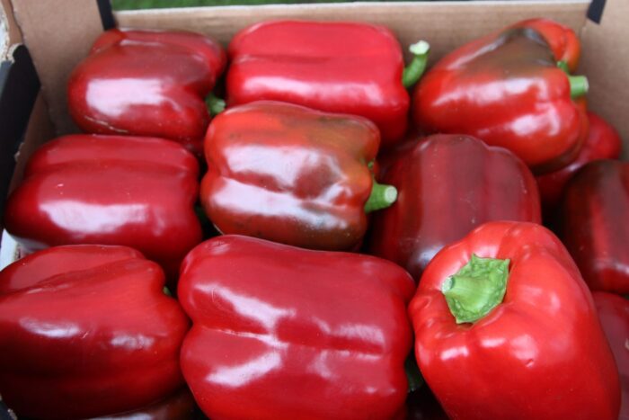 Desiława Tanewa, bułgaria, fundusze ue, produkcja papryki