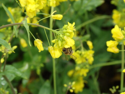 pszczoły, rzepak, kwitnienie