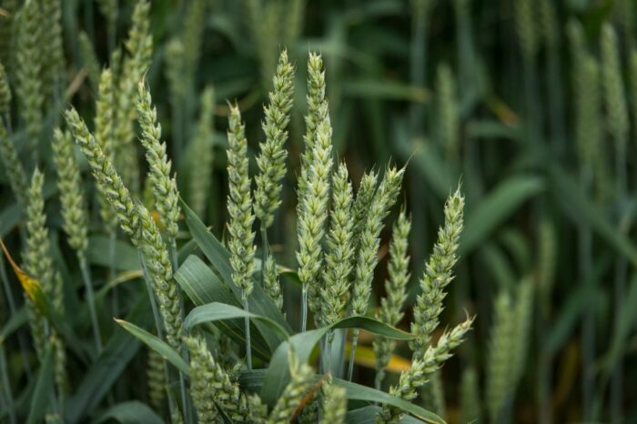 Euronext, pszenica, kontrakty terminowe