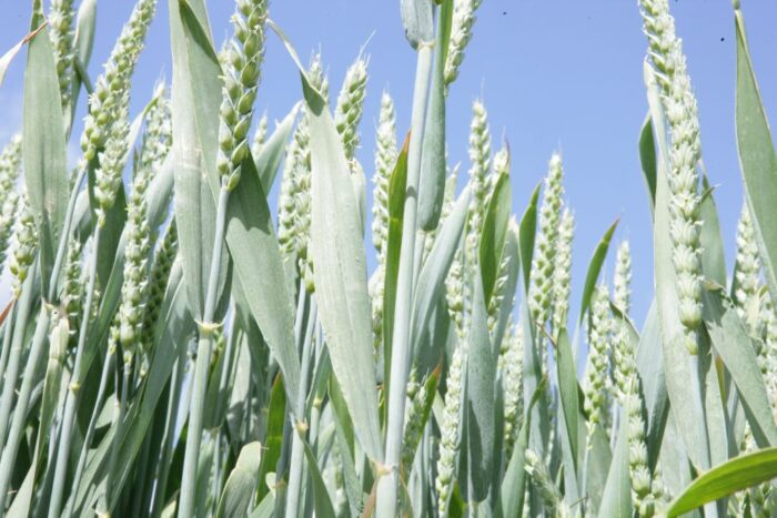 Departament Rolnictwa Stanów Zjednoczonych, Międzynarodowa Rada Zbożowa, pszenica