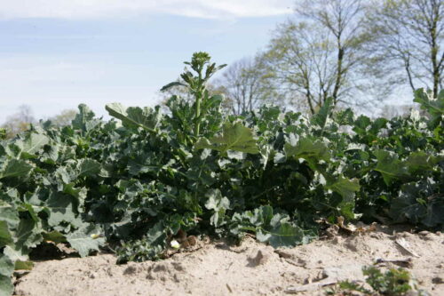 rzeoak_jesien_nawozenie