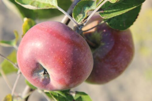 jabłka, sad, sadownictwo, Grupa Orbis, owoce, drzewa owocowe