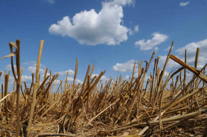 zniwa_sciernisko_plony_susza