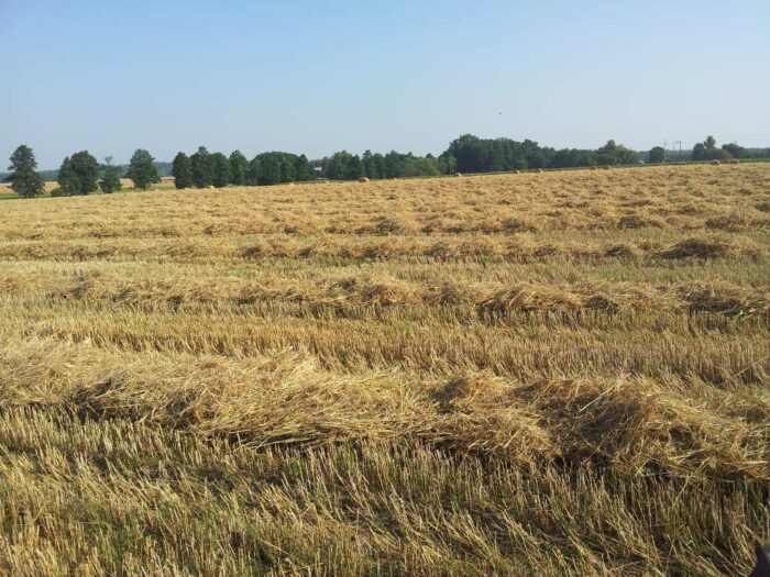 produkcja bioetanolu, słoma zbóż, Grupa Orlen, Orlen Południe