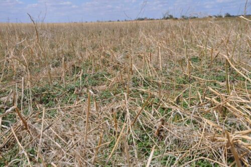 susza rolnicza, Agencja Restrukturyzacji i Modernizacji Rolnictwa, kredyty klęskowe