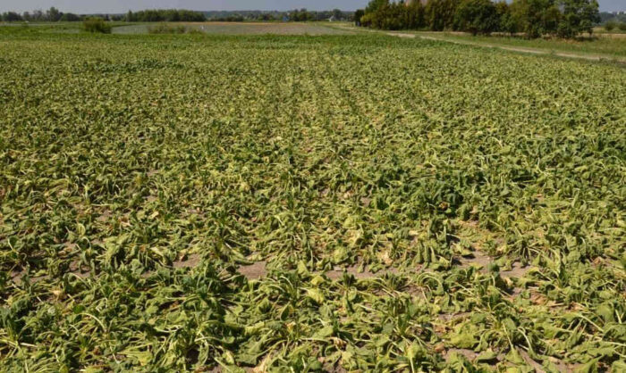 buraki_cukrowe_susza_plon