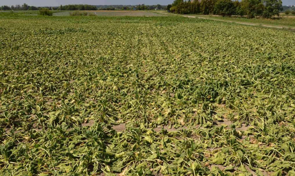 buraki_cukrowe_susza_plon