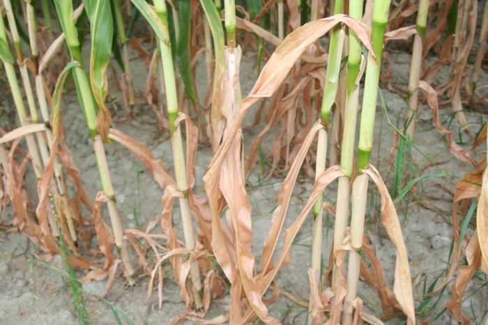 kukurydza, susza, KBW, rozporządzenie, MRiRW, straty, zboża, pogoda