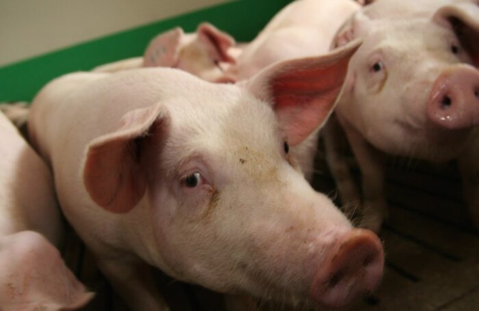 Cedrob tucz kontraktowy, trzoda chlewna, tuczarnie