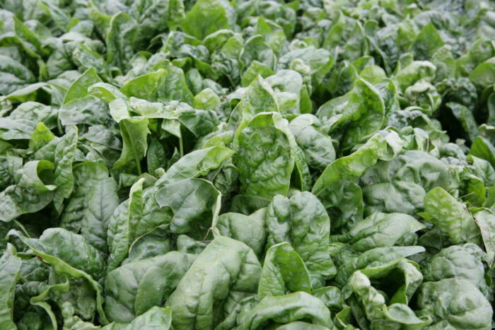 szpinak_warzywa_lisciowe