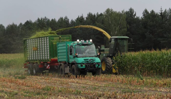 Unimog z przyczepą Pronar T 400, przy zbiorze kukurydzy na kiszonkę