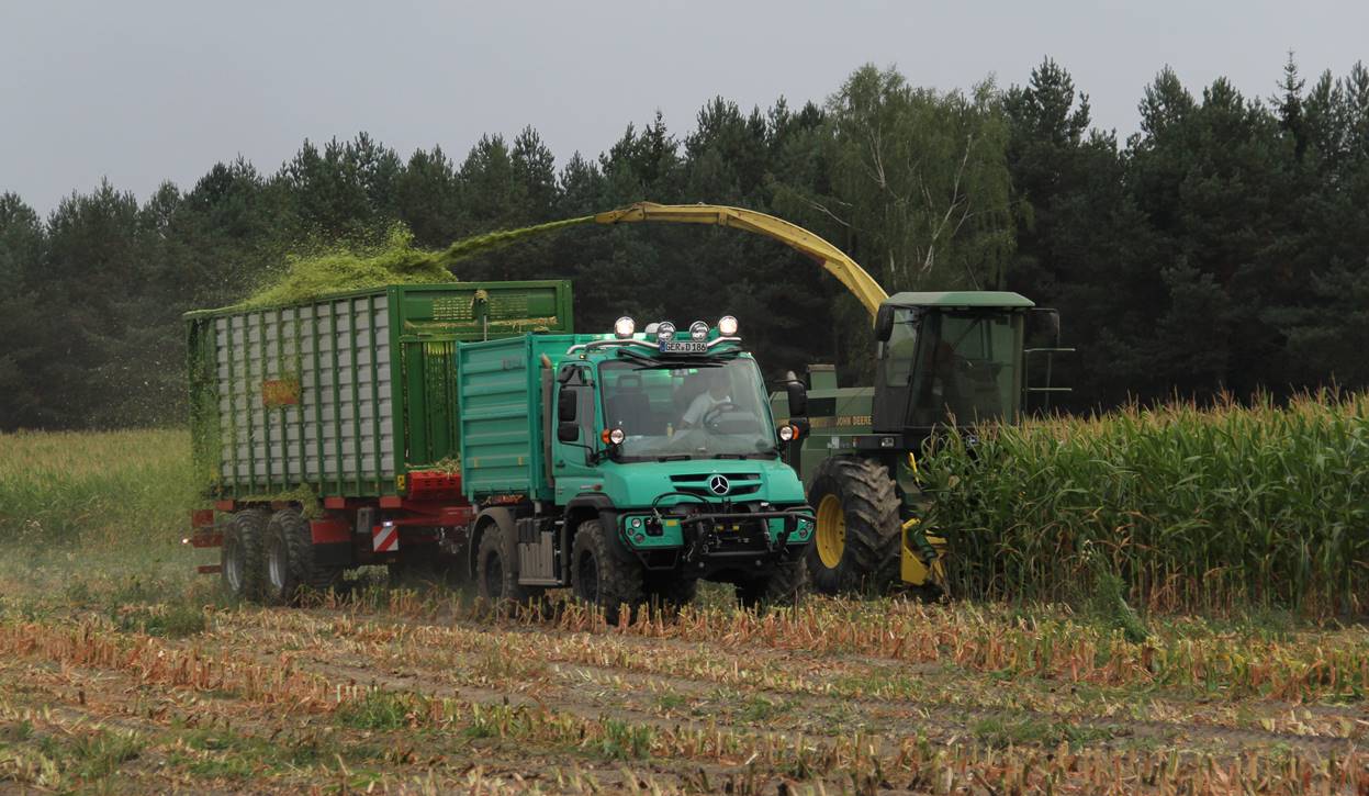 Unimog z przyczepą Pronar T 400, przy zbiorze kukurydzy na kiszonkę