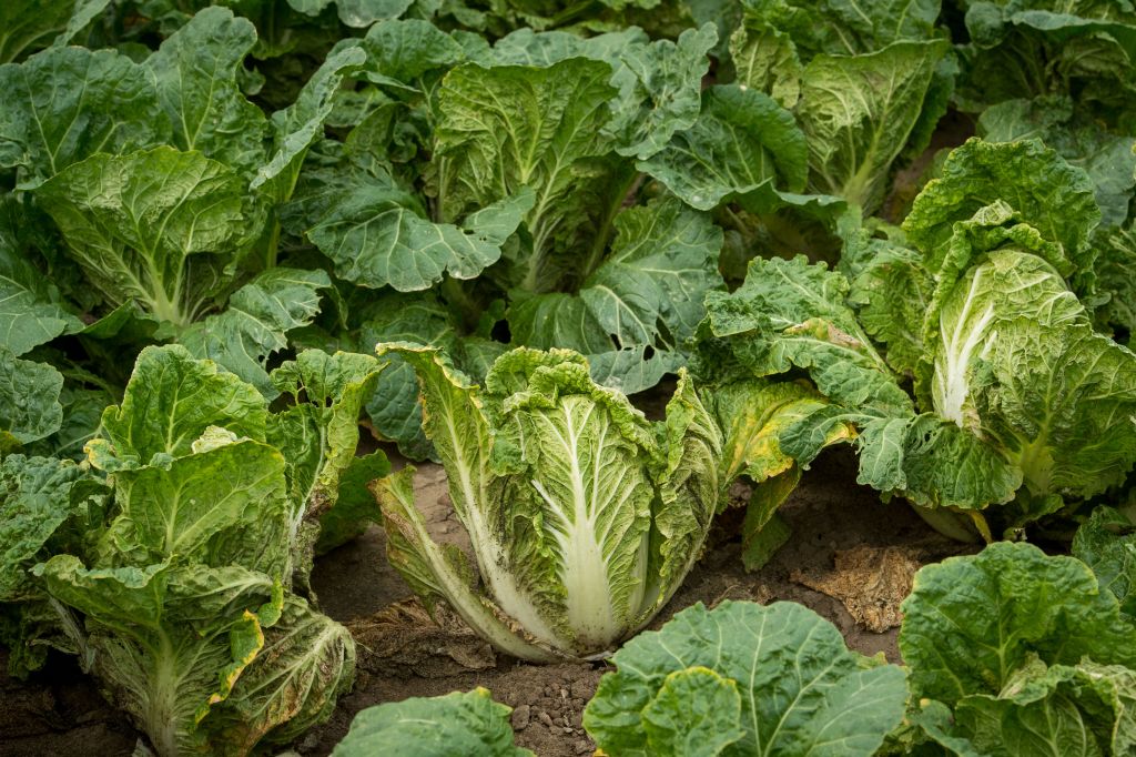 warzywa gruntowe, warzywa spod osłon, rynek warzyw