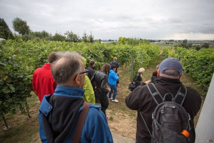 Dni Otwartych Winnic, Małopolski Szlak Winny, Paweł Tokarczyk, Gorczańska Organizacja Turystyczna