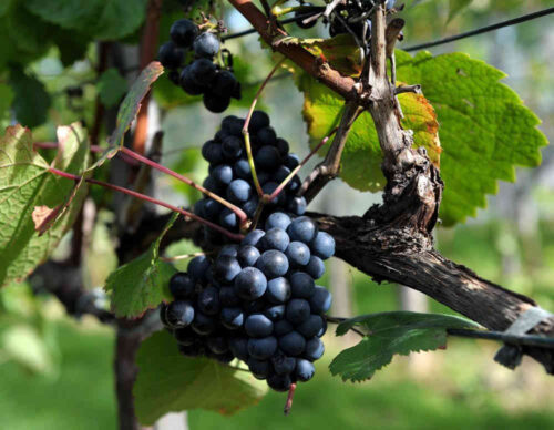 winnice_podkarpacie_enoturystyka_wina_regionalne