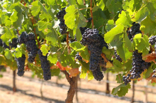 winorosl_wino_winogrona